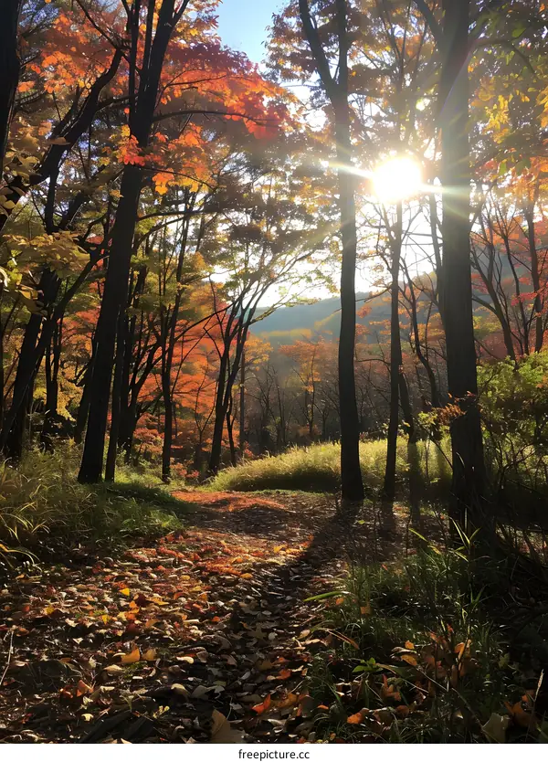 The colorful path in the middle of the forest