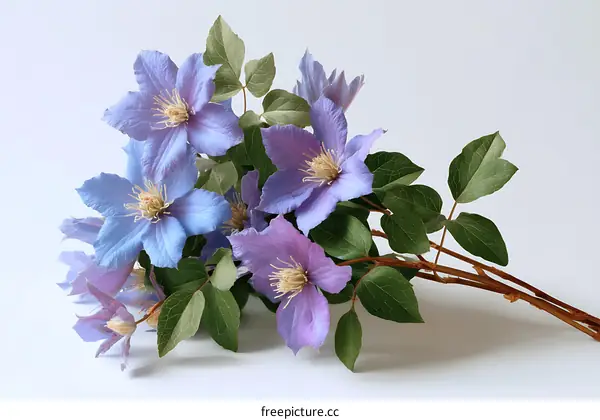 Beautiful Bouquet of Pastel Clematis Flowers
