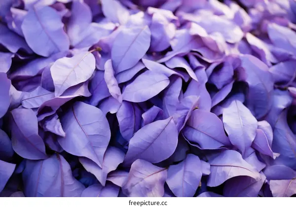 Close-up of purple leaves