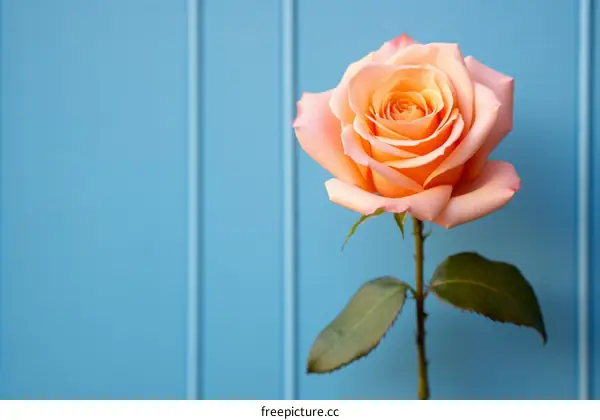 single orange rose against a blue background