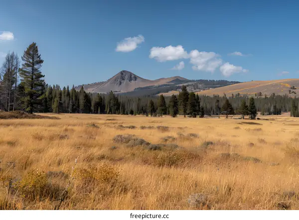 Golden Meadow with Mountain Peaks and Blue Sky