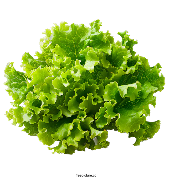 [Transparent Background PNG]Fresh green lettuce isolated on white background