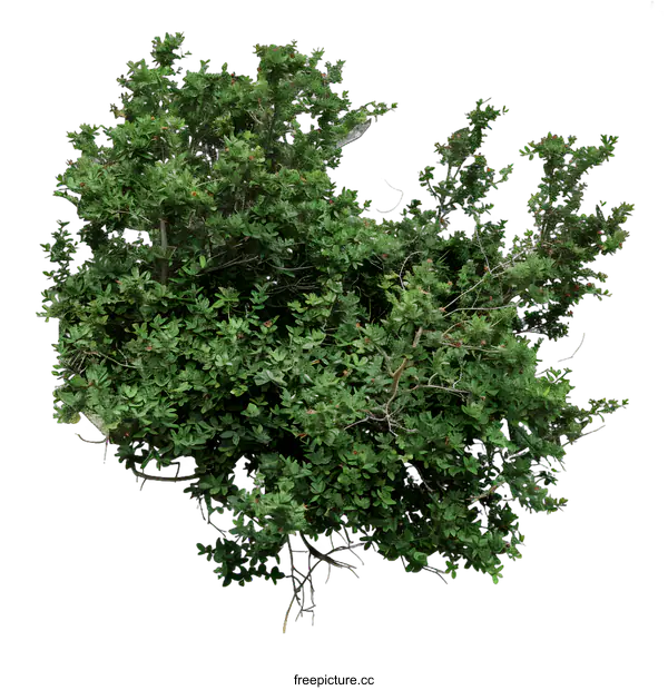 [Transparent Background PNG]Green Bush Isolated on White Background