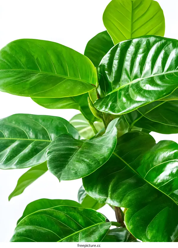 Green Leaves of a Plant on White Background