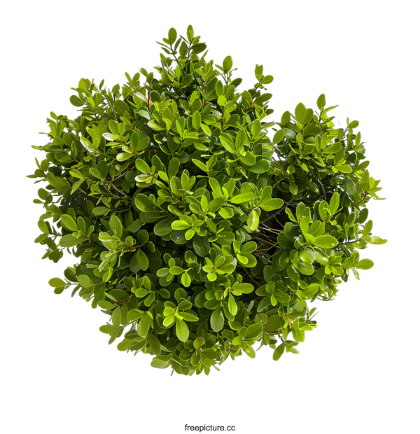 [Transparent Background PNG]Green Bush Top View Isolated on White Background