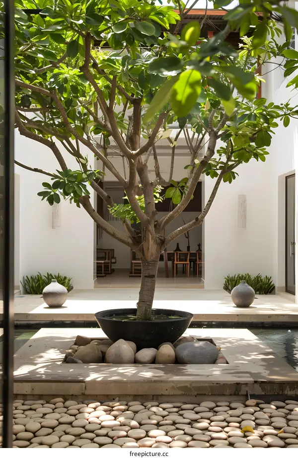 Modern Courtyard with Stone Pathway and Large Tree
