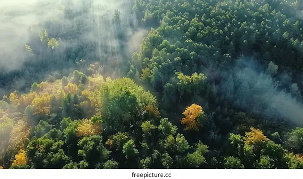 Misty forest from above