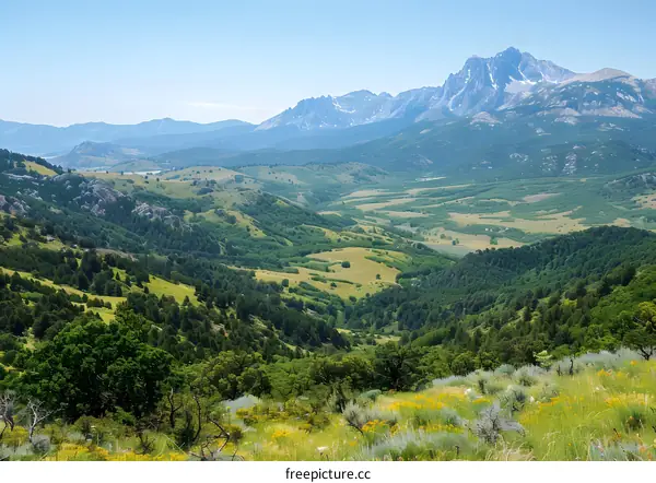 mountain valley landscape with wildflowers in the foreground