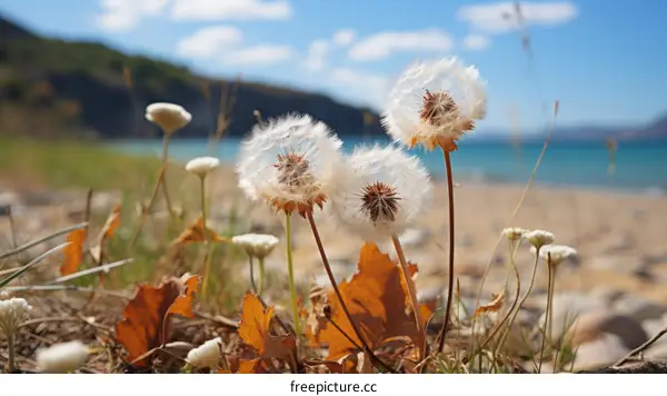 Three white fluffy dandelions on a background of blue sky and sea