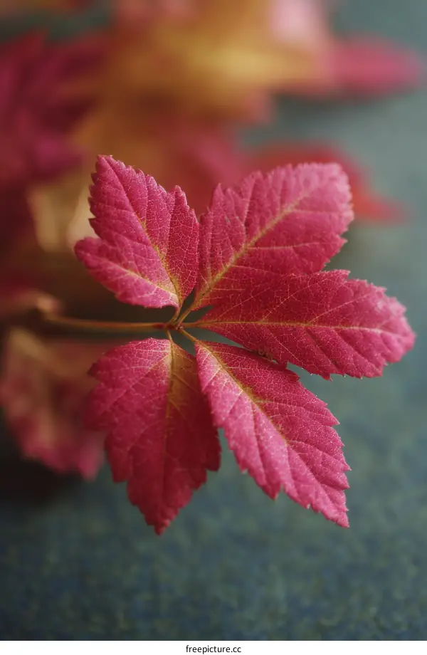 Autumn Leaf Close-up Detail