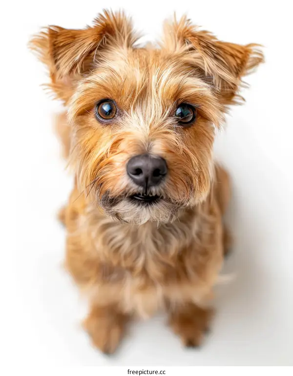 Small brown dog looking up at the camera with a curious expression