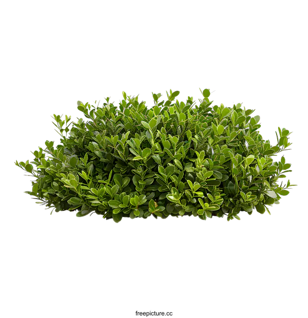 [Transparent Background PNG]Green Bush Isolated on White Background