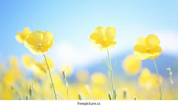 Beautiful Yellow Flowers in a Field Under Sunny Sky