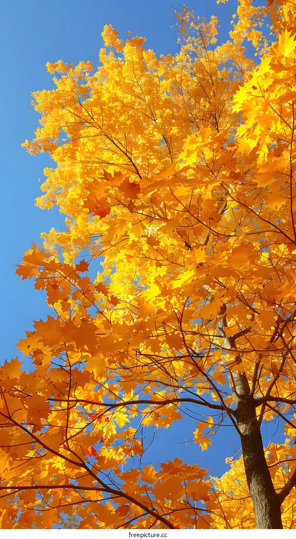 Maple tree with yellow leaves in autumn