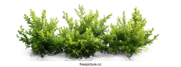 [Transparent Background PNG]Green Bushes Isolated on White Background
