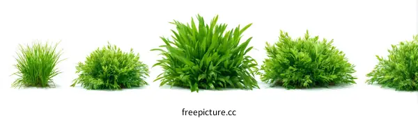 Green Grass Clusters Isolated on White Background