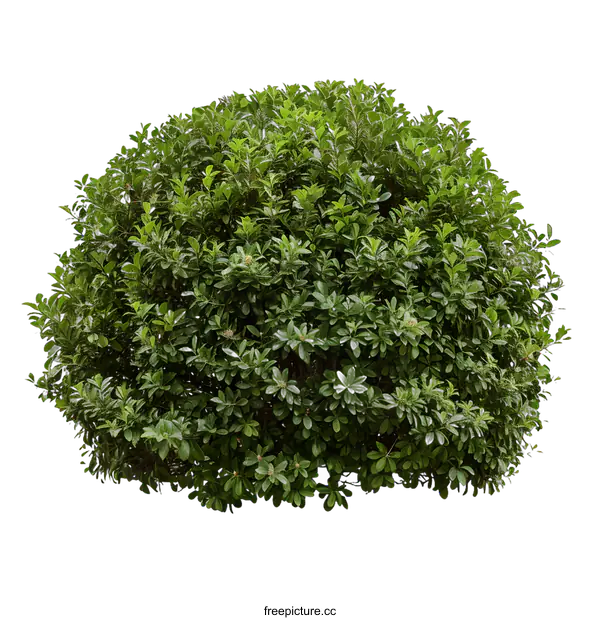 [Transparent Background PNG]Green Bush Isolated on White Background