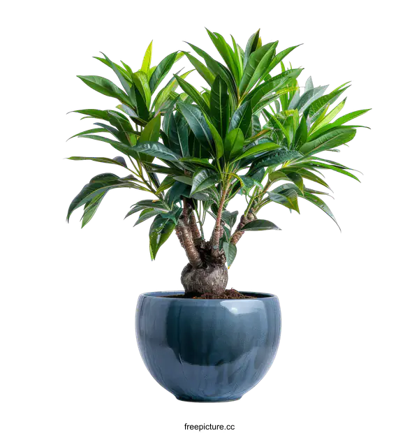 [Transparent Background PNG]A beautiful bonsai tree in a blue pot on a black background