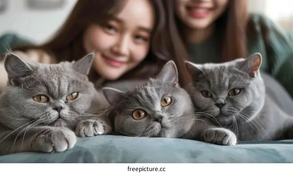 Two women with three British Shorthair cats