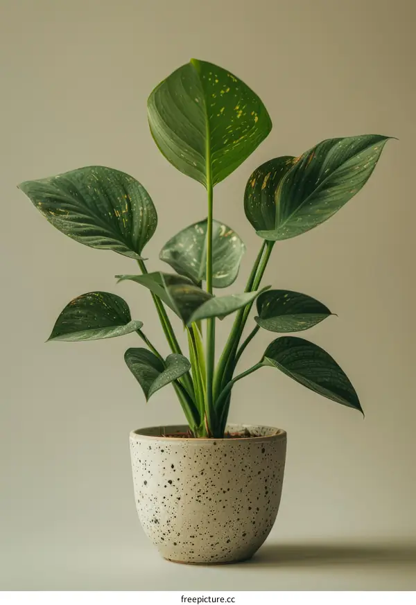 Alocasia Melo Plant Isolated On Beige Background