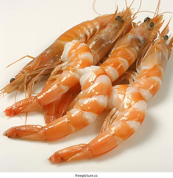 Freshwater king prawns