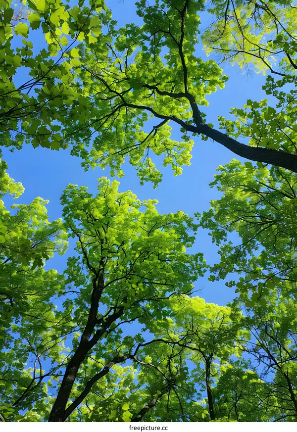 Looking up at the lush green leaves of a tree against a clear blue sky
