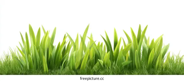 Fresh Green Grass Border Illustration