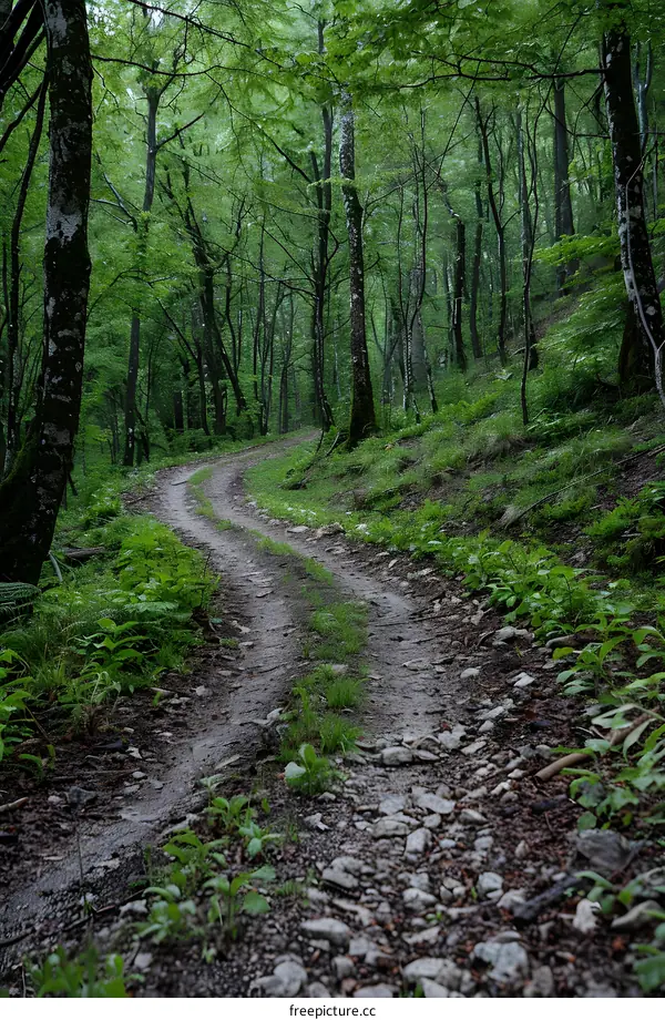 The path through the forest