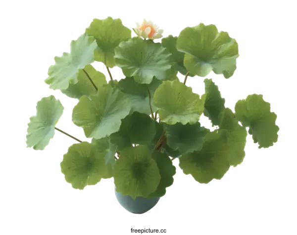 [Transparent Background PNG]Beautiful Lotus Plant in Pot