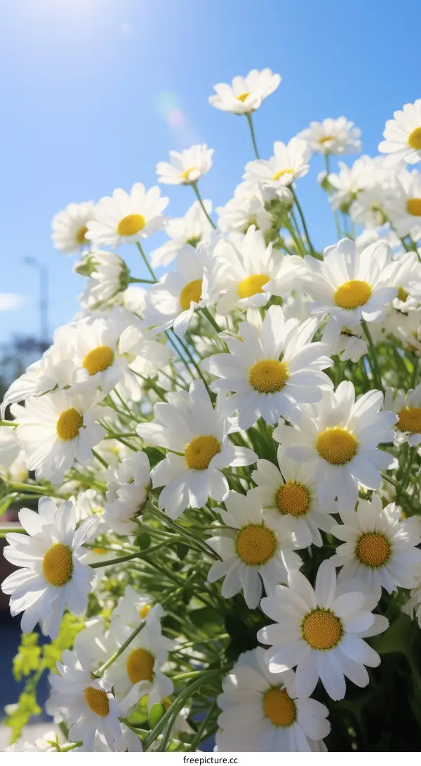 A beautiful bouquet of white daisies against a blue sky