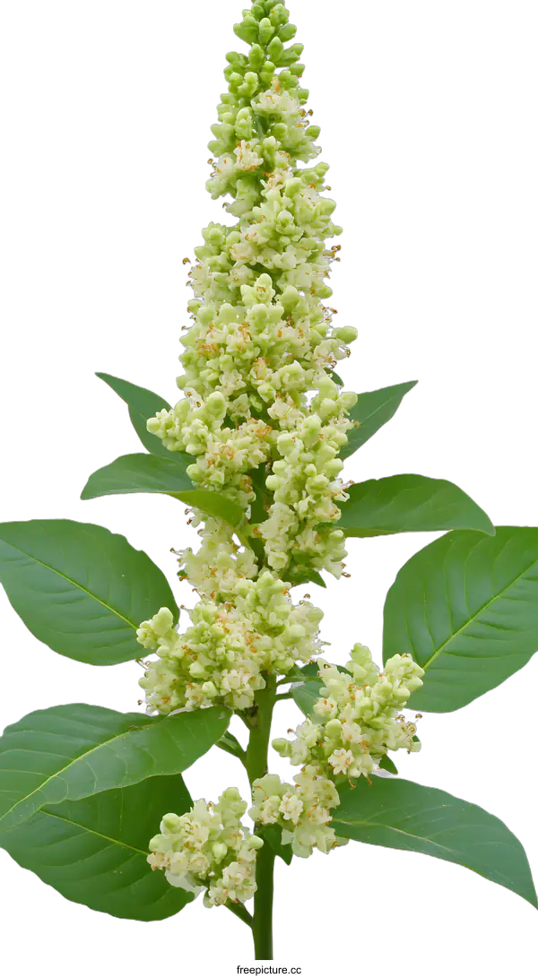 [Transparent Background PNG]White Flowers on a Green Branch