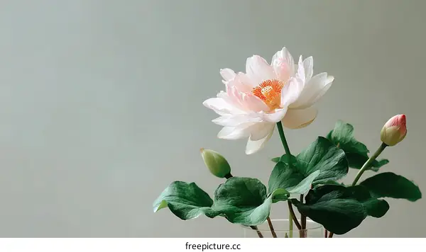 Beautiful Pink and White Lotus Flower Arrangement