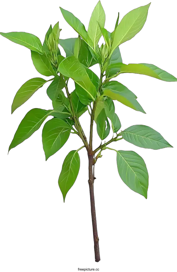 [Transparent Background PNG]Green Branch with Fresh Leaves on White Background