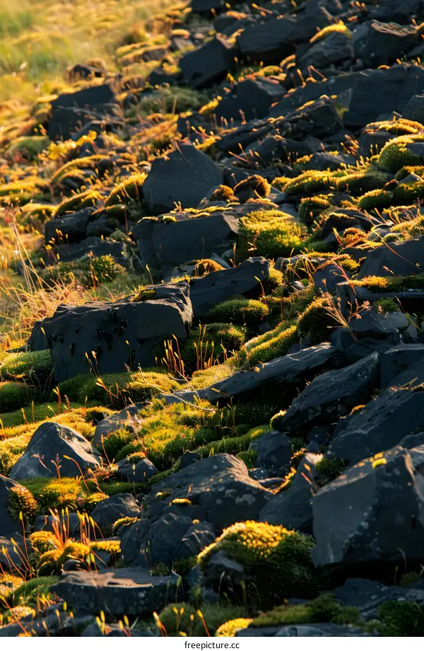 Close Up of Moss Growing on Rocks