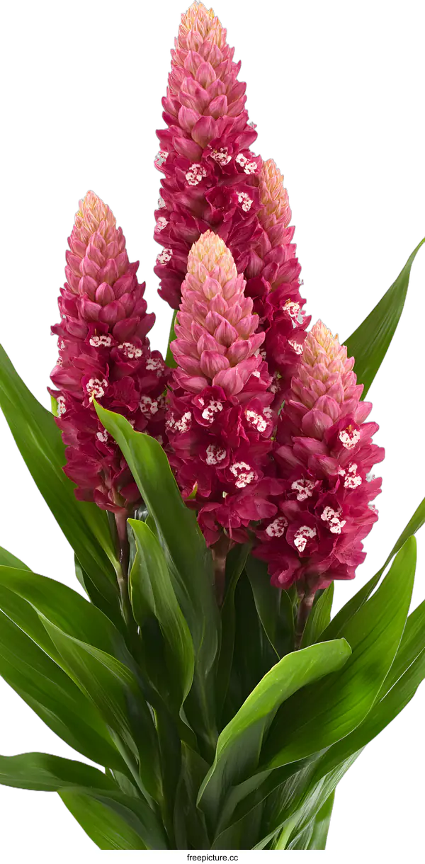 [Transparent Background PNG]Close Up of Pink Ginger Flower with Green Leaves on White Background
