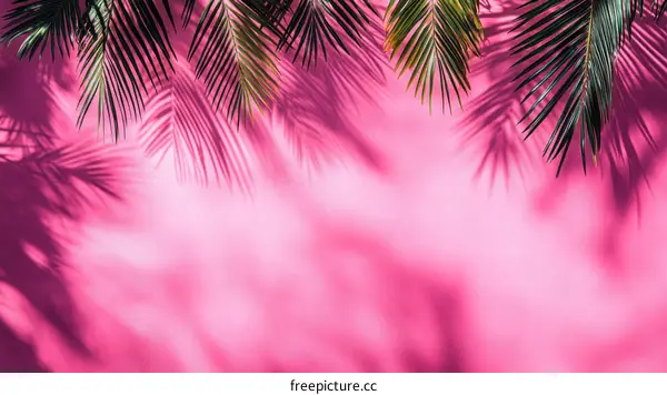 Palm Leaf Shadows on Pink Background