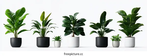 Arrangement of Houseplants in Pots
