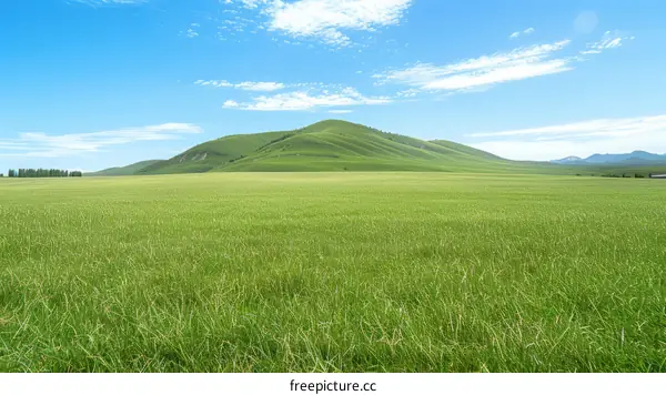 Vast green grassland under blue sky and white clouds