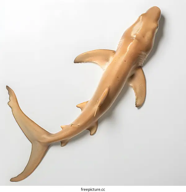 Shark Isolated on White Background