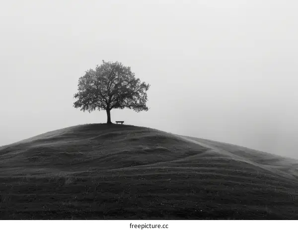 Lonely tree on a hill with bench