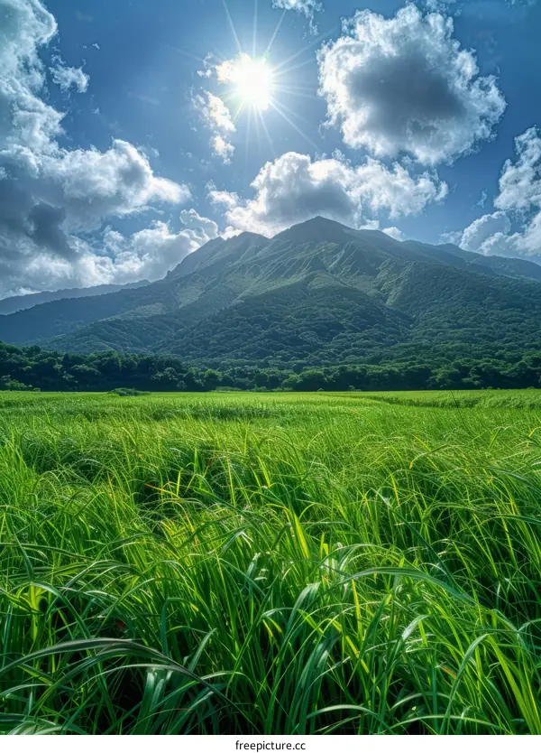 Mount Fuji with green grass field in the foreground