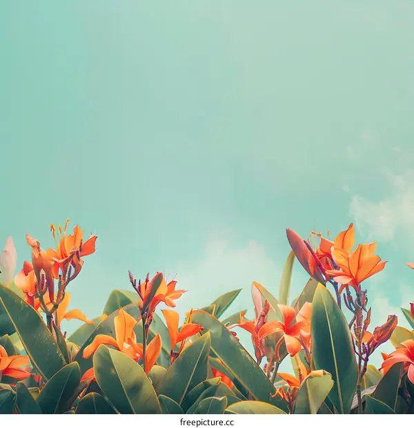 Orange Flowers Against A Blue Sky