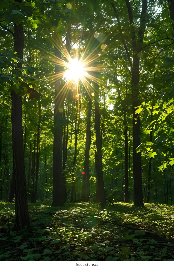 Sunlight shining through the trees in a forest