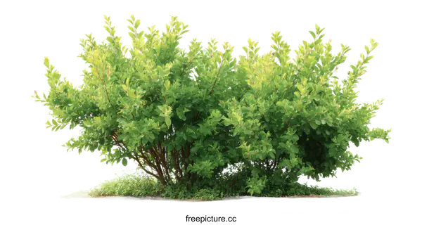 [Transparent Background PNG]Full Lush Green Bush Isolated on White Background