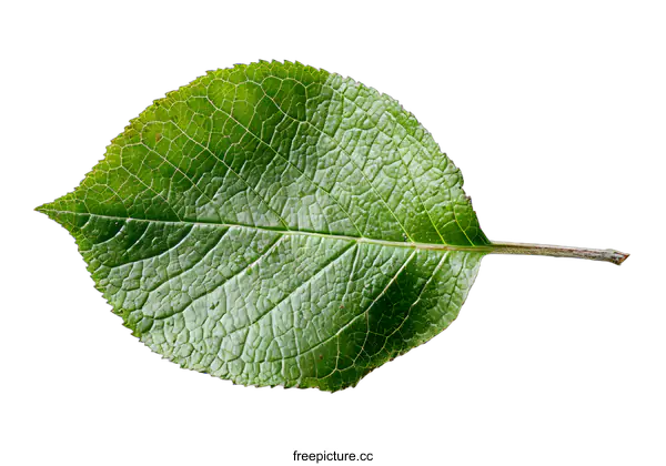 [Transparent Background PNG]Green Leaf with Veins on White Background