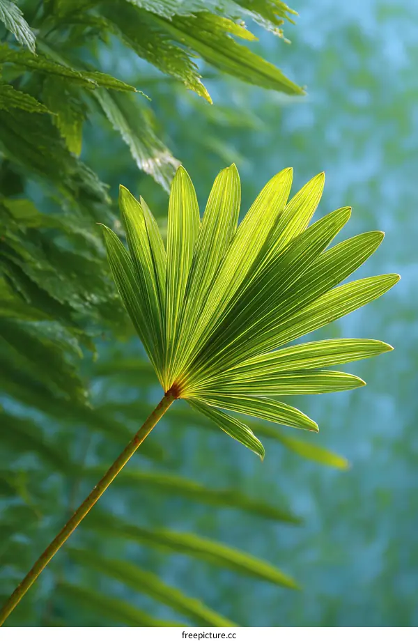 Vibrant Green Fan Palm Leaf Detail