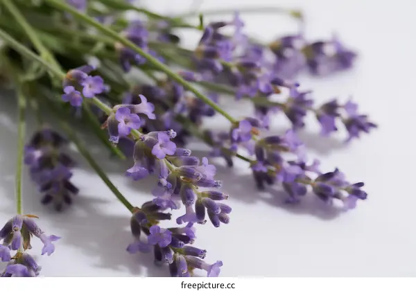 Bunch of purple lavender flowers with green stems on white background