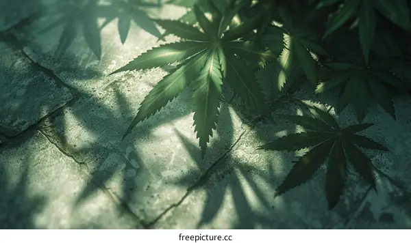 Cannabis leaves on a stone surface