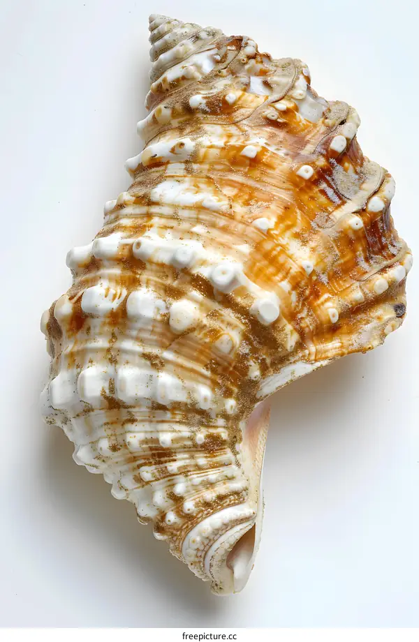 Large Seashell on White Background