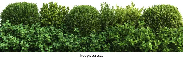 Green Bush Collection of Various Plants